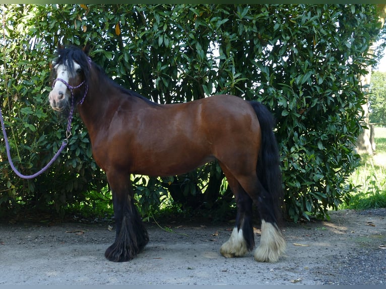 Cob Irlandese / Tinker / Gypsy Vanner Giumenta 8 Anni 126 cm Baio in Lathen