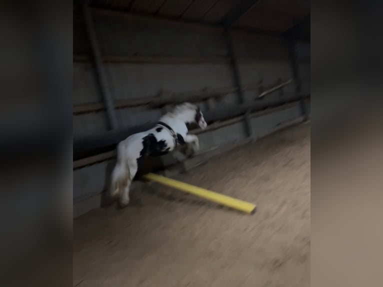 Cob Irlandese / Tinker / Gypsy Vanner Giumenta 8 Anni 130 cm Pezzato in Marl