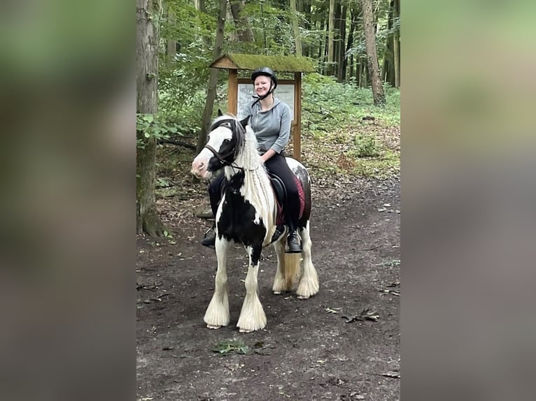 Cob Irlandese / Tinker / Gypsy Vanner Giumenta 8 Anni 130 cm Pezzato in Marl