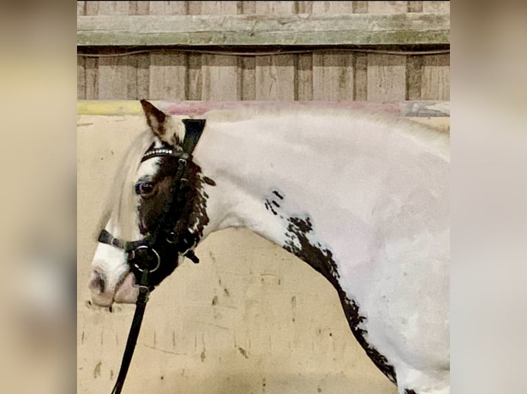 Cob Irlandese / Tinker / Gypsy Vanner Giumenta 8 Anni 135 cm Pezzato in Würzburg