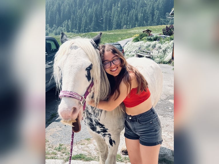 Cob Irlandese / Tinker / Gypsy Vanner Mix Giumenta 8 Anni 135 cm Pezzato in Sta. Maria Val M&#xFC;stair