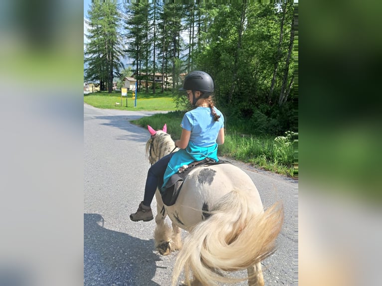 Cob Irlandese / Tinker / Gypsy Vanner Mix Giumenta 8 Anni 135 cm Pezzato in Sta. Maria Val M&#xFC;stair