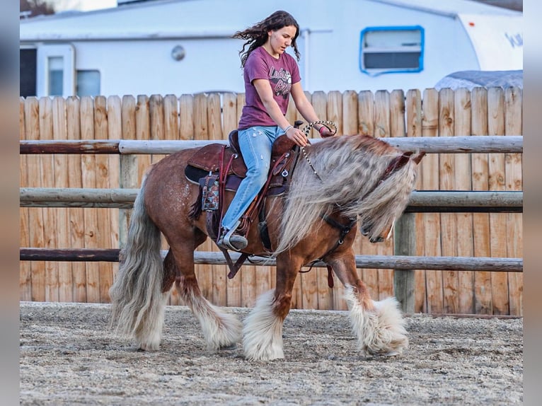 Cob Irlandese / Tinker / Gypsy Vanner Giumenta 8 Anni 135 cm Sauro scuro in Hamilton, MT