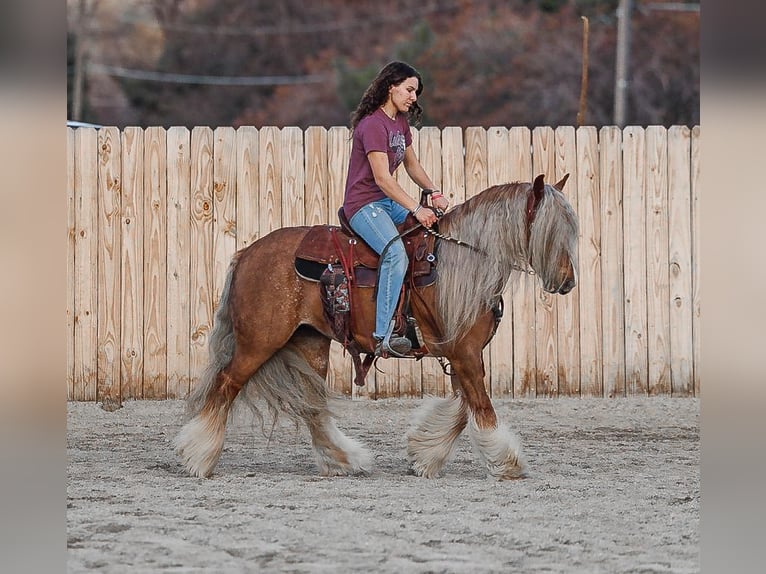 Cob Irlandese / Tinker / Gypsy Vanner Giumenta 8 Anni 135 cm Sauro scuro in Hamilton, MT