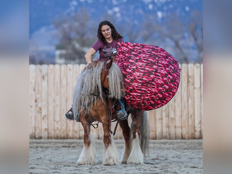 Cob Irlandese / Tinker / Gypsy Vanner Giumenta 8 Anni 135 cm Sauro scuro in Hamilton, MT