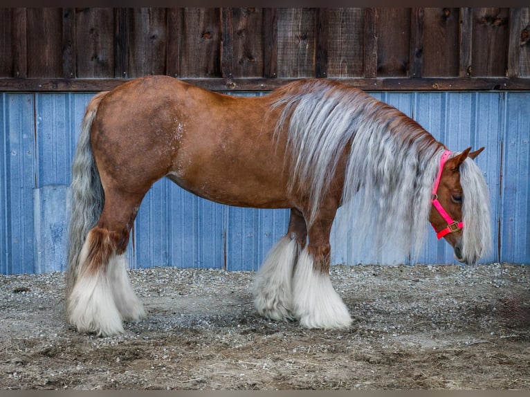 Cob Irlandese / Tinker / Gypsy Vanner Giumenta 8 Anni 135 cm Sauro scuro in Hamilton, MT