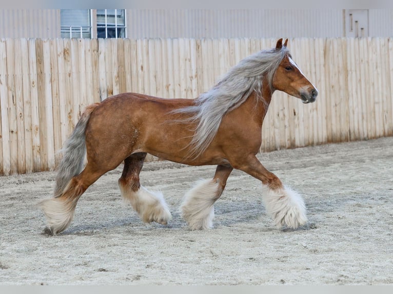Cob Irlandese / Tinker / Gypsy Vanner Giumenta 8 Anni 135 cm Sauro scuro in Hamilton, MT