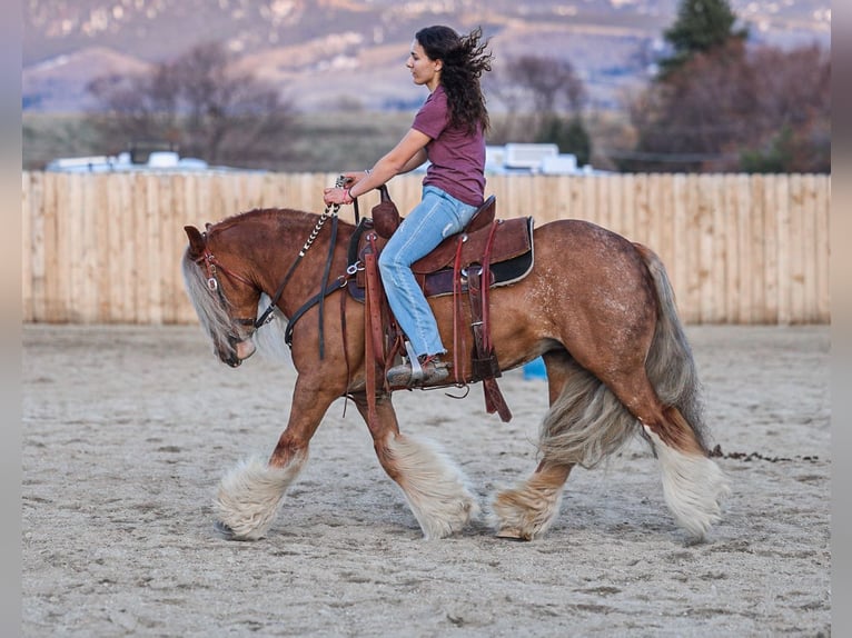 Cob Irlandese / Tinker / Gypsy Vanner Giumenta 8 Anni 135 cm Sauro scuro in Hamilton, MT