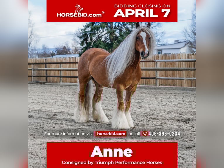 Cob Irlandese / Tinker / Gypsy Vanner Giumenta 8 Anni 135 cm Sauro scuro in Hamilton, MT