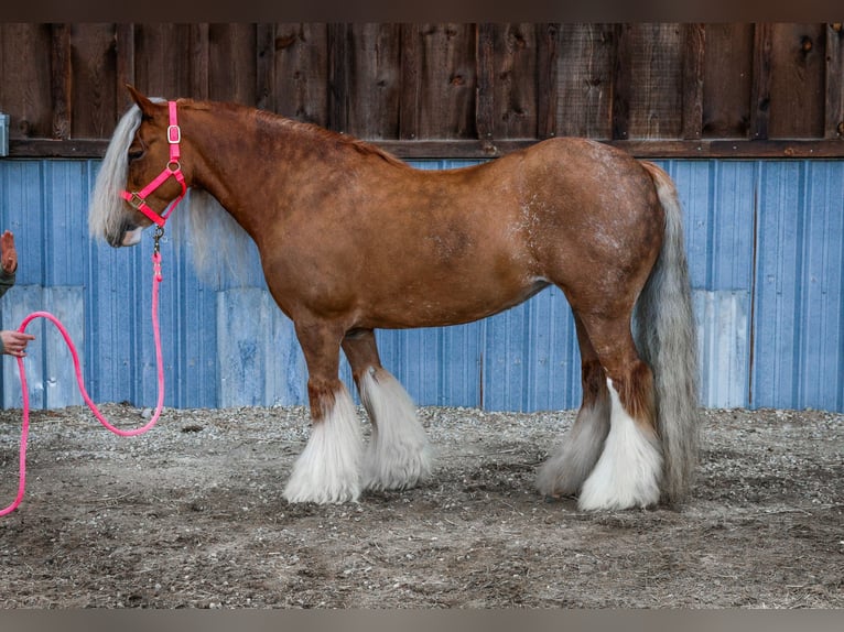Cob Irlandese / Tinker / Gypsy Vanner Giumenta 8 Anni 135 cm Sauro scuro in Hamilton, MT