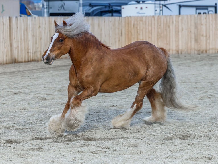 Cob Irlandese / Tinker / Gypsy Vanner Giumenta 8 Anni 135 cm Sauro scuro in Hamilton, MT
