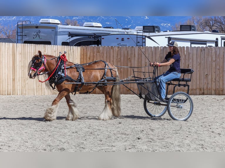 Cob Irlandese / Tinker / Gypsy Vanner Giumenta 8 Anni 135 cm Sauro scuro in Hamilton, MT