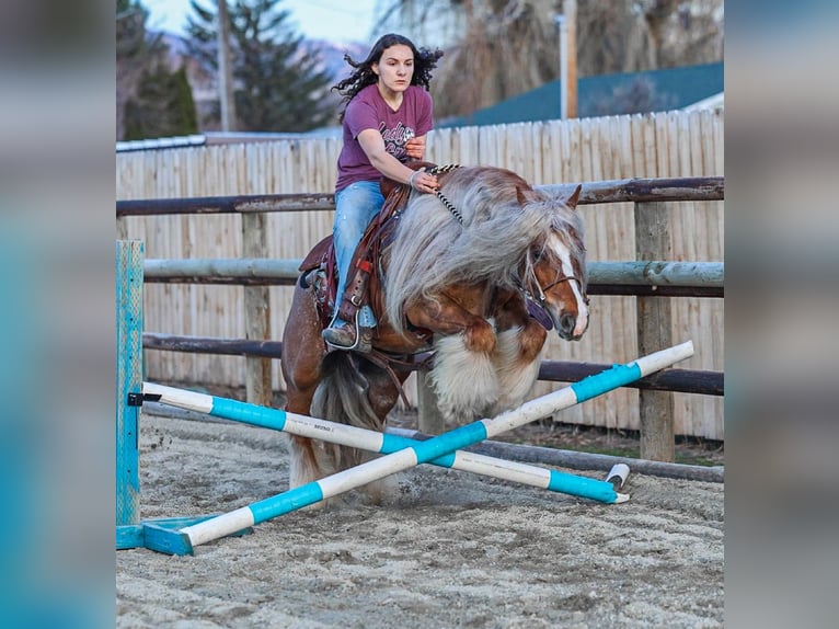 Cob Irlandese / Tinker / Gypsy Vanner Giumenta 8 Anni 135 cm Sauro scuro in Hamilton, MT