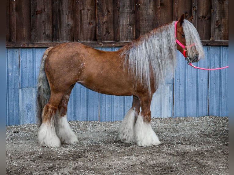 Cob Irlandese / Tinker / Gypsy Vanner Giumenta 8 Anni 135 cm Sauro scuro in Hamilton, MT
