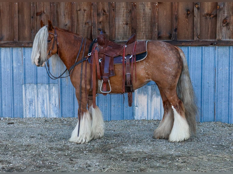 Cob Irlandese / Tinker / Gypsy Vanner Giumenta 8 Anni 135 cm Sauro scuro in Hamilton, MT