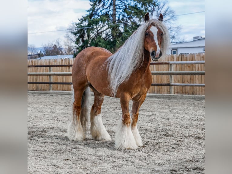 Cob Irlandese / Tinker / Gypsy Vanner Giumenta 8 Anni 135 cm Sauro scuro in Hamilton, MT