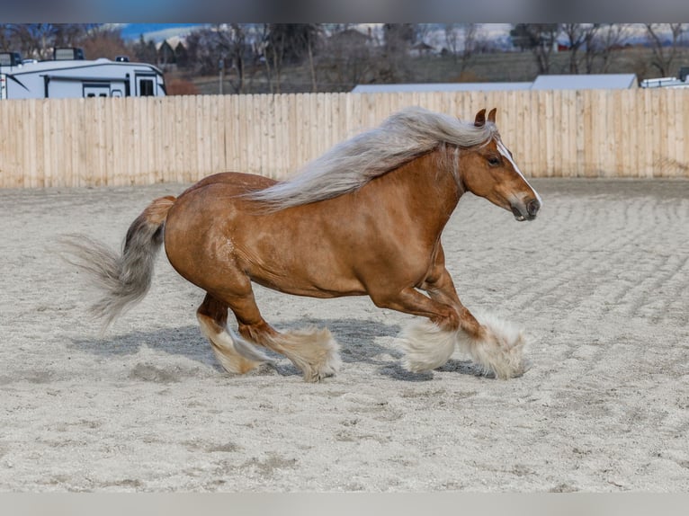 Cob Irlandese / Tinker / Gypsy Vanner Giumenta 8 Anni 135 cm Sauro scuro in Hamilton, MT