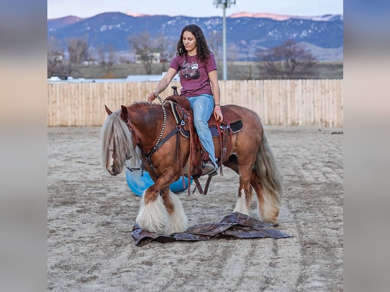 Cob Irlandese / Tinker / Gypsy Vanner Giumenta 8 Anni 135 cm Sauro scuro in Hamilton, MT