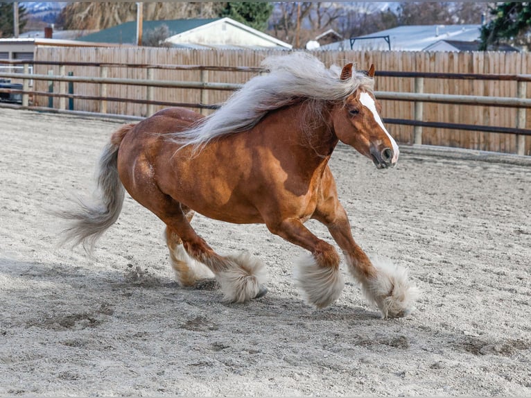 Cob Irlandese / Tinker / Gypsy Vanner Giumenta 8 Anni 135 cm Sauro scuro in Hamilton, MT