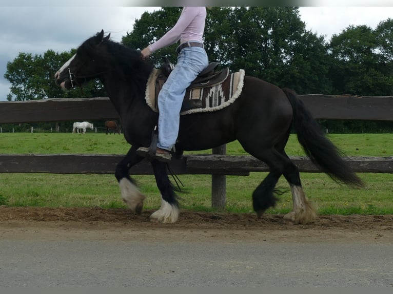 Cob Irlandese / Tinker / Gypsy Vanner Giumenta 8 Anni 136 cm Morello in Lathen