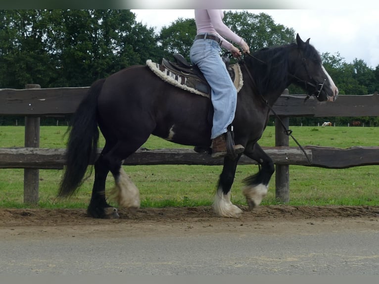 Cob Irlandese / Tinker / Gypsy Vanner Giumenta 8 Anni 136 cm Morello in Lathen