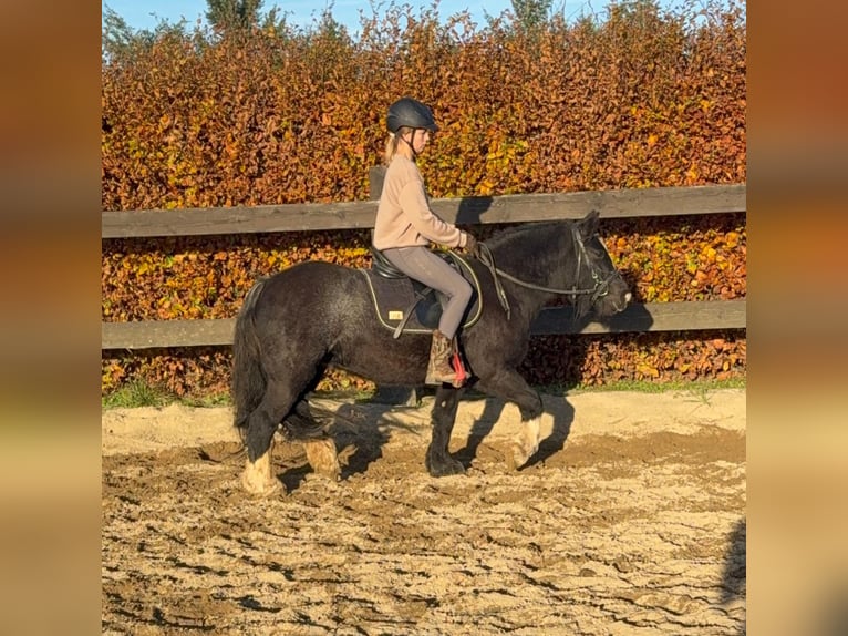 Cob Irlandese / Tinker / Gypsy Vanner Giumenta 8 Anni 137 cm Morello in Daleiden