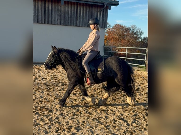 Cob Irlandese / Tinker / Gypsy Vanner Giumenta 8 Anni 137 cm Morello in Daleiden