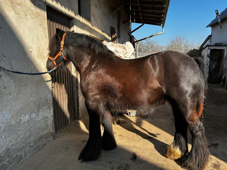 Cob Irlandese / Tinker / Gypsy Vanner Giumenta 8 Anni 138 cm Morello in Opole