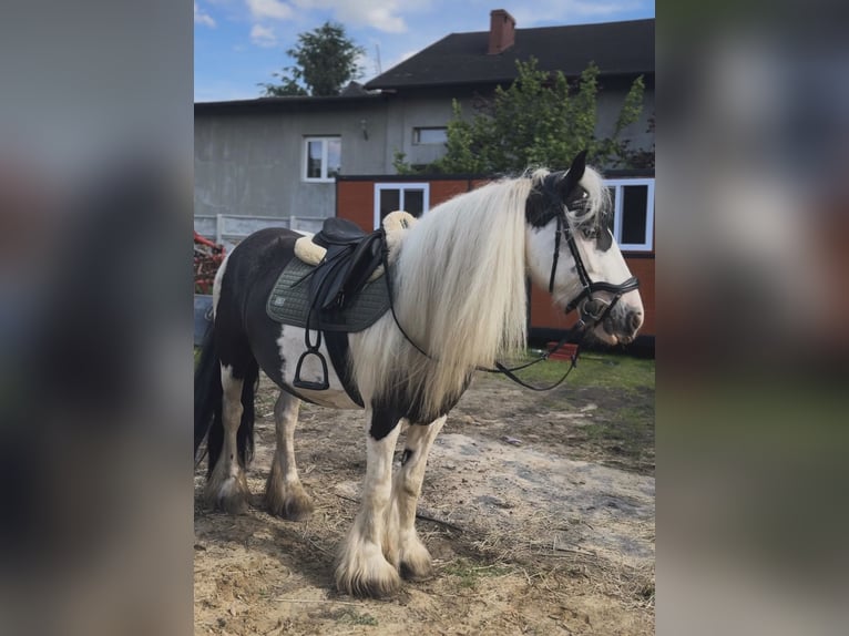 Cob Irlandese / Tinker / Gypsy Vanner Giumenta 8 Anni 140 cm Pezzato in Łąka