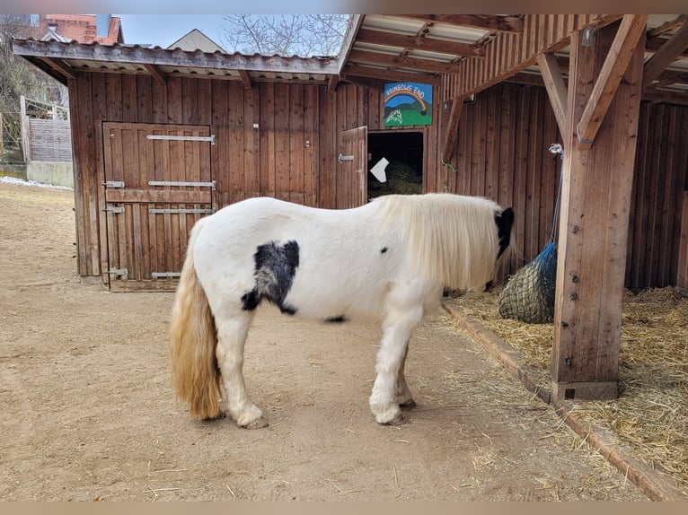 Cob Irlandese / Tinker / Gypsy Vanner Giumenta 8 Anni 140 cm Pezzato in Zapfendorf