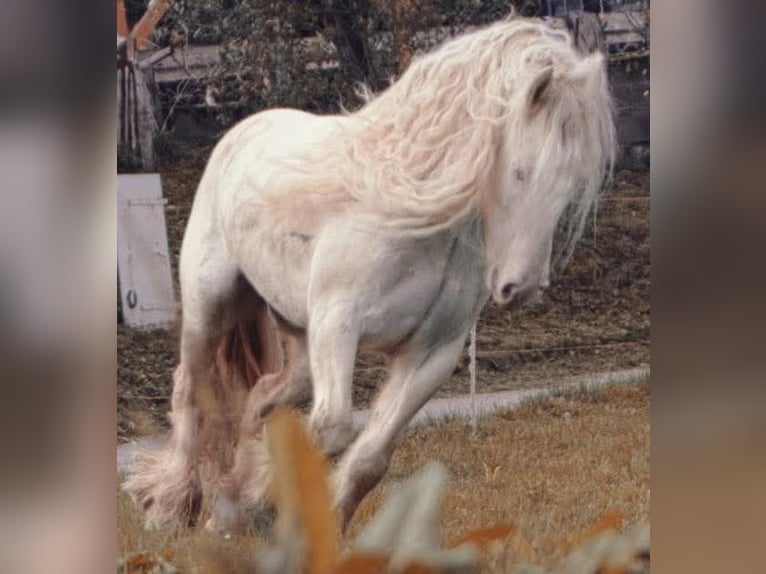 Cob Irlandese / Tinker / Gypsy Vanner Giumenta 8 Anni 140 cm Può diventare grigio in Engen