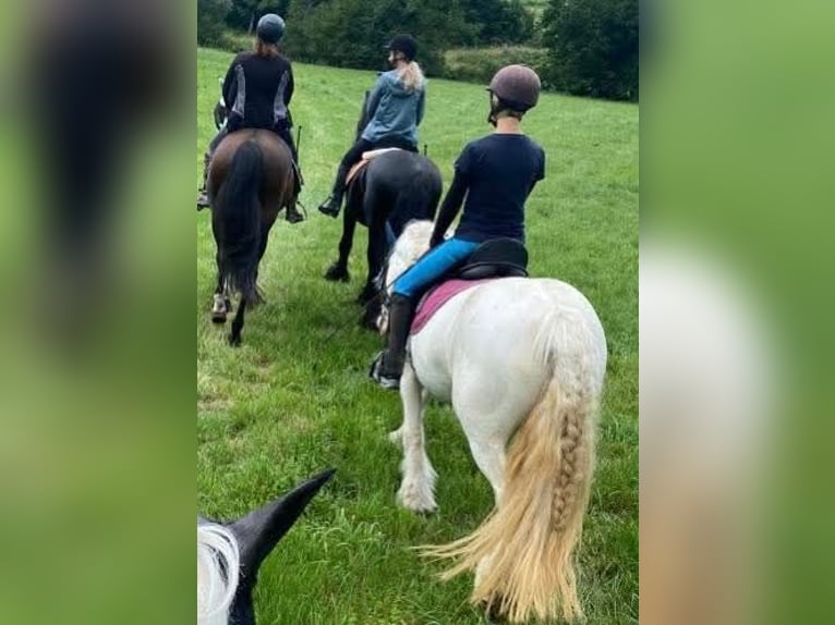 Cob Irlandese / Tinker / Gypsy Vanner Giumenta 8 Anni 140 cm Può diventare grigio in Engen