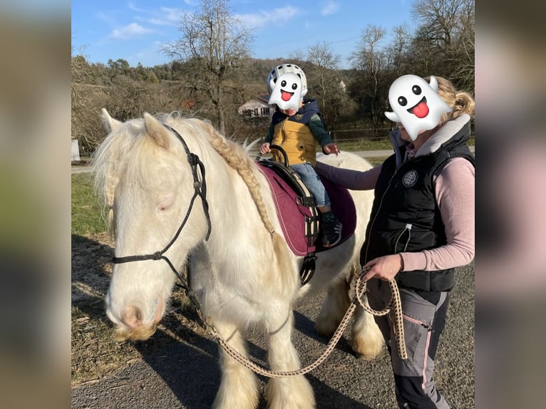 Cob Irlandese / Tinker / Gypsy Vanner Giumenta 8 Anni 140 cm Può diventare grigio in Engen