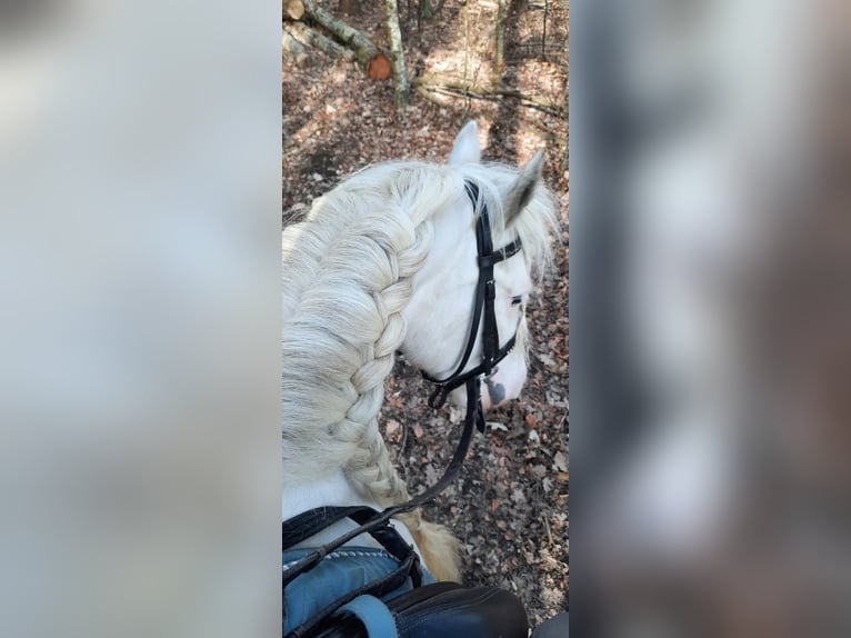 Cob Irlandese / Tinker / Gypsy Vanner Giumenta 8 Anni 140 cm Può diventare grigio in Engen