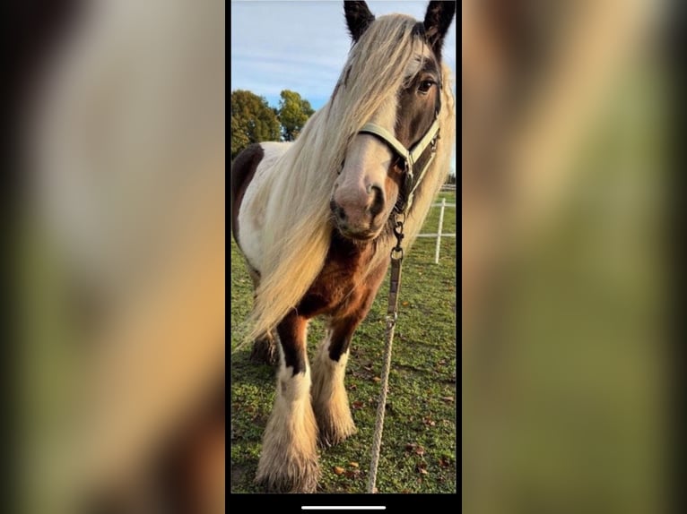 Cob Irlandese / Tinker / Gypsy Vanner Giumenta 8 Anni 142 cm Pezzato in Ennigerloh