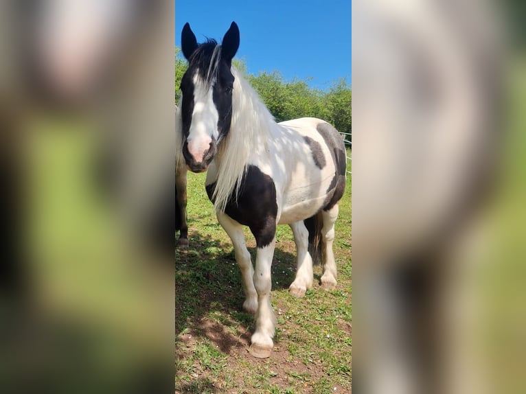 Cob Irlandese / Tinker / Gypsy Vanner Mix Giumenta 8 Anni 142 cm Pezzato in Schweinfurt