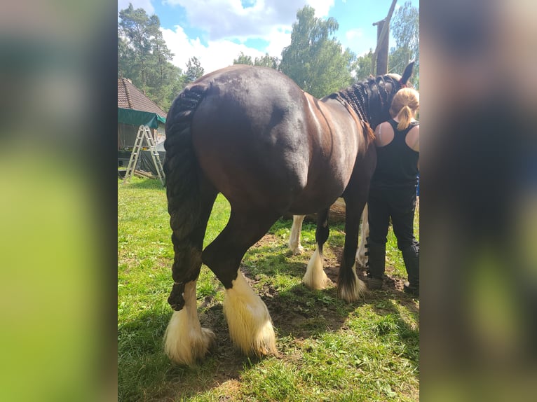 Cob Irlandese / Tinker / Gypsy Vanner Mix Giumenta 8 Anni 148 cm Morello in Heiligengrabe
