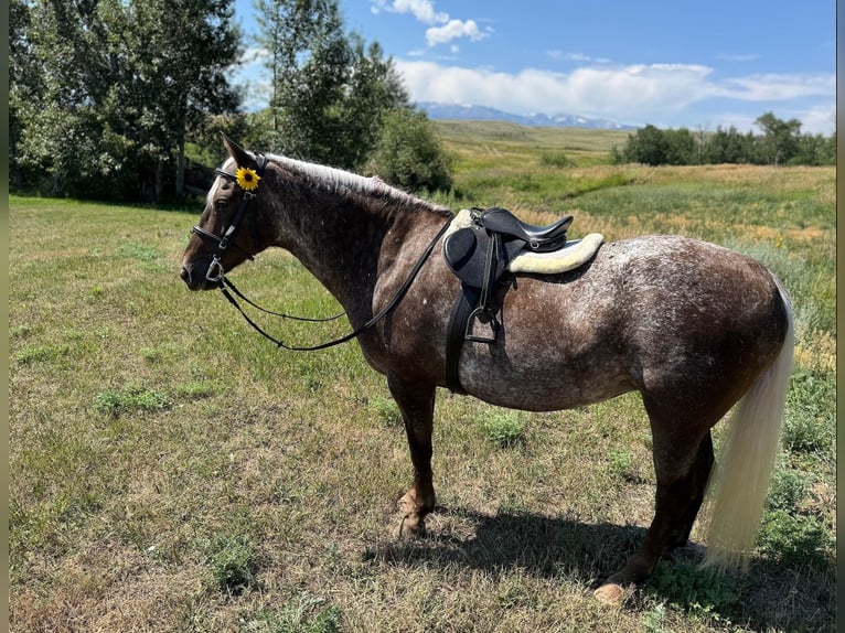 Cob Irlandese / Tinker / Gypsy Vanner Giumenta 8 Anni 150 cm Baio in Fishtail MT