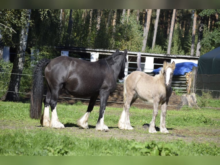 Cob Irlandese / Tinker / Gypsy Vanner Giumenta 8 Anni 150 cm Morello in Heiligengrabe