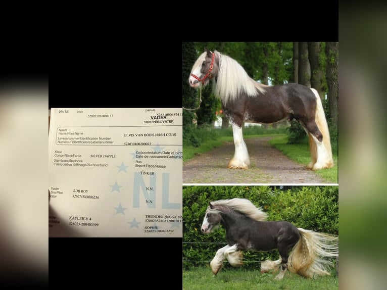 Cob Irlandese / Tinker / Gypsy Vanner Giumenta 8 Anni 153 cm Pezzato in SaarlouisSaarlouis