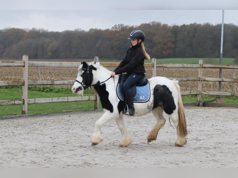 Cob Irlandese / Tinker / Gypsy Vanner Giumenta 9 Anni 120 cm Pezzato in Bogaarden