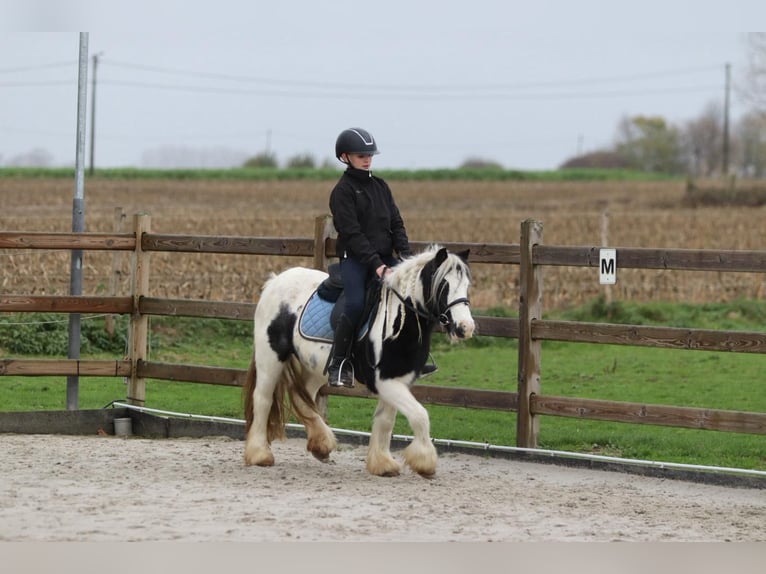 Cob Irlandese / Tinker / Gypsy Vanner Giumenta 9 Anni 120 cm Pezzato in Bogaarden