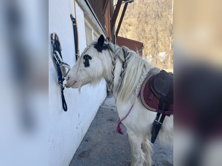 Cob Irlandese / Tinker / Gypsy Vanner Mix Giumenta 9 Anni 135 cm Grigio ferro in Valchava