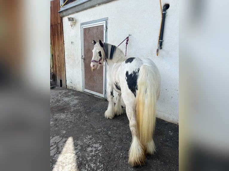 Cob Irlandese / Tinker / Gypsy Vanner Mix Giumenta 9 Anni 135 cm Pezzato in Valchava