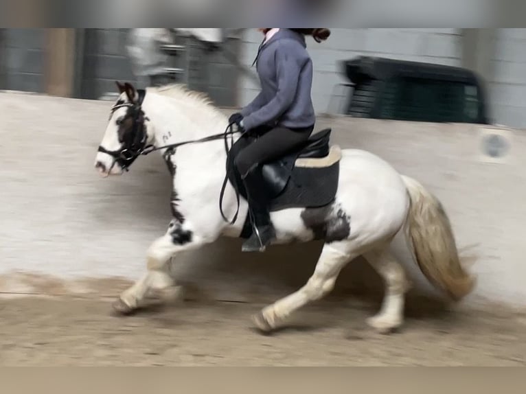 Cob Irlandese / Tinker / Gypsy Vanner Giumenta 9 Anni 135 cm Pezzato in Würzburg