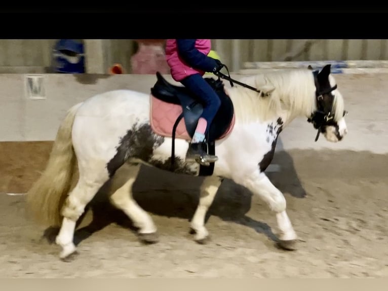 Cob Irlandese / Tinker / Gypsy Vanner Giumenta 9 Anni 135 cm Pezzato in Würzburg