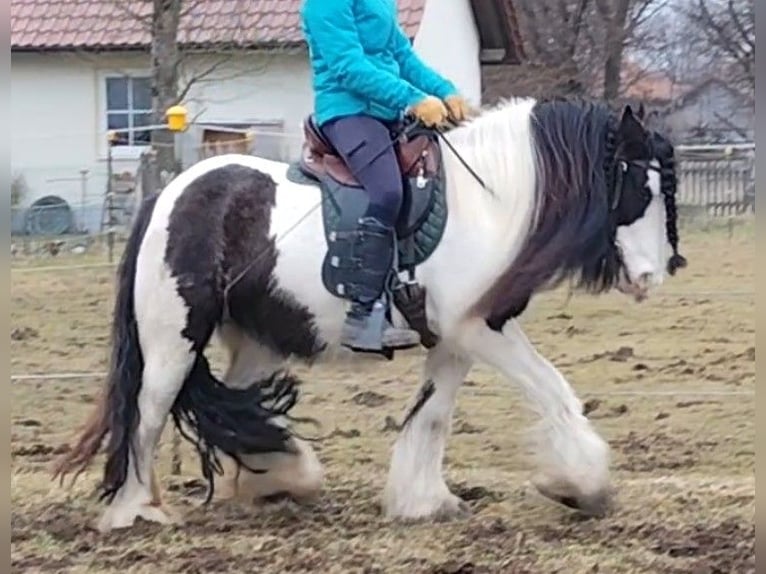 Cob Irlandese / Tinker / Gypsy Vanner Giumenta 9 Anni 136 cm in Buchloe