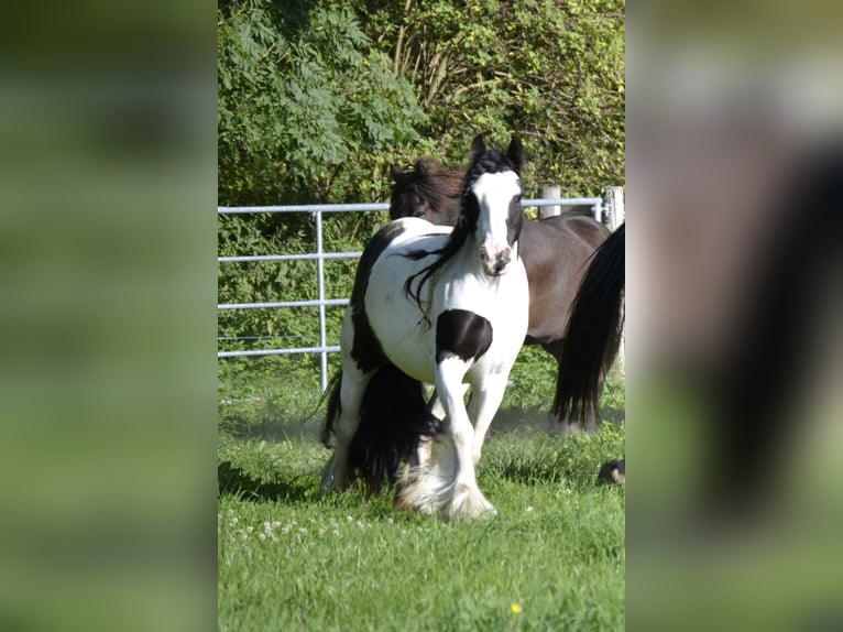 Cob Irlandese / Tinker / Gypsy Vanner Giumenta 9 Anni 136 cm in Buchloe
