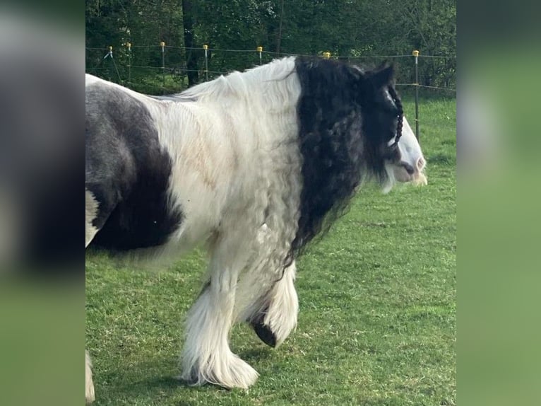 Cob Irlandese / Tinker / Gypsy Vanner Giumenta 9 Anni 136 cm in Buchloe