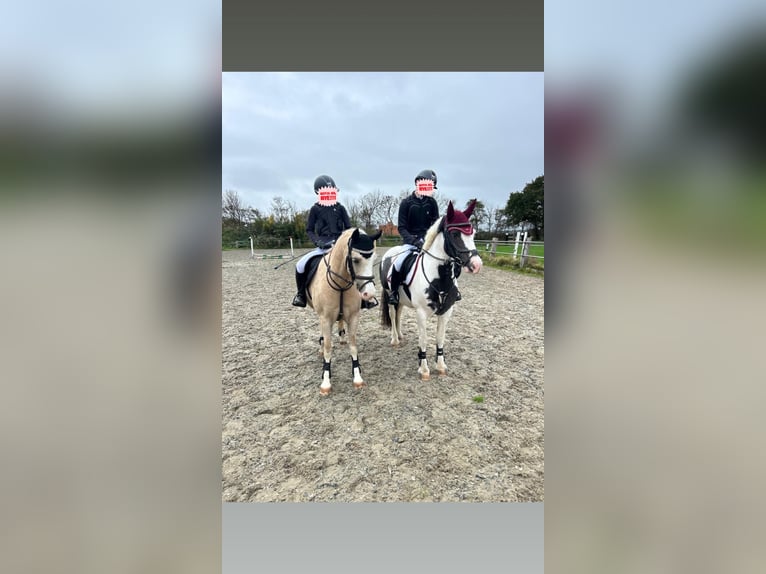 Cob Irlandese / Tinker / Gypsy Vanner Giumenta 9 Anni 137 cm Pezzato in De Cocksdorp